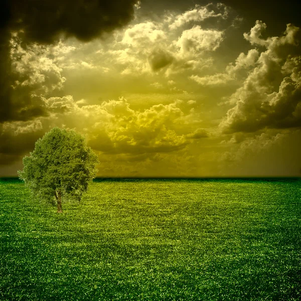 모두 하늘 석양에 나무와 좋은 녹색 초원 — 스톡 사진