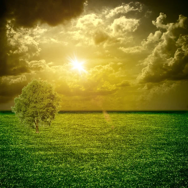 Чудовий зелений луг з деревом Все на заході сонця неба — стокове фото