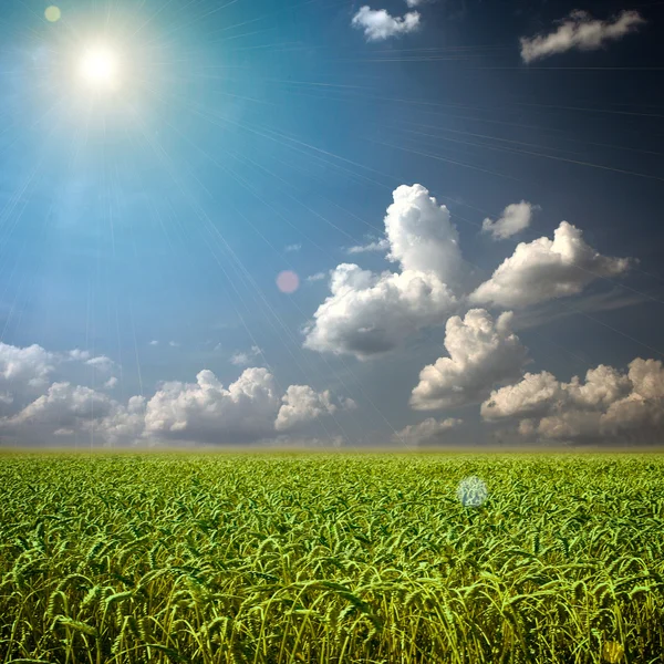 Bellissimo campo di grano verde colorato con nuvole sul cielo — Foto Stock