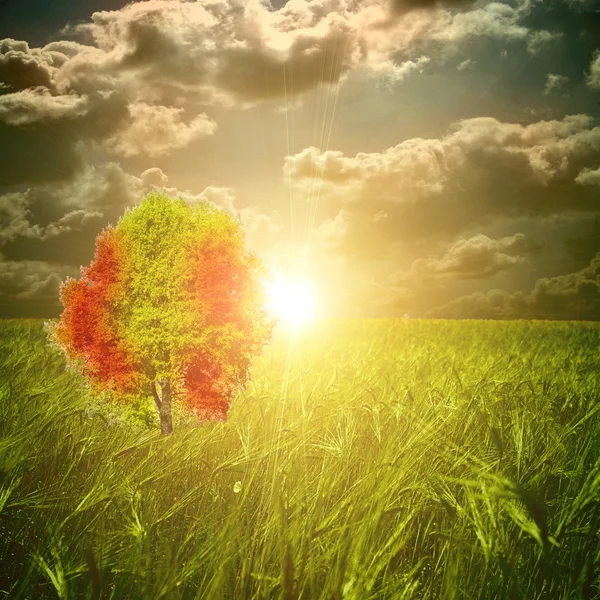 Green field with one colored tree and sun set — Stock Photo, Image