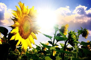 Summer sun over the sunflower field with clouds on the sky clipart