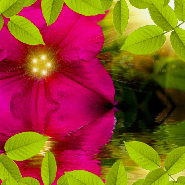 Blume mit Sonne auf der Rückseite — Stockfoto