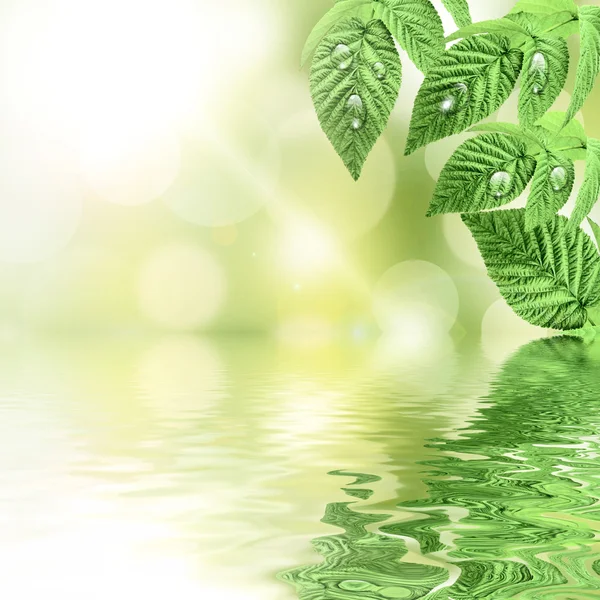 Många vatten droppar oa en lief. grön bakgrund — Stockfoto