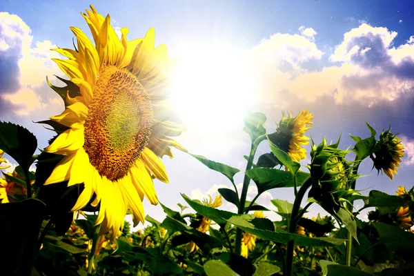 Summer sun over the sunflower field with clouds on the sky — Stock Photo, Image