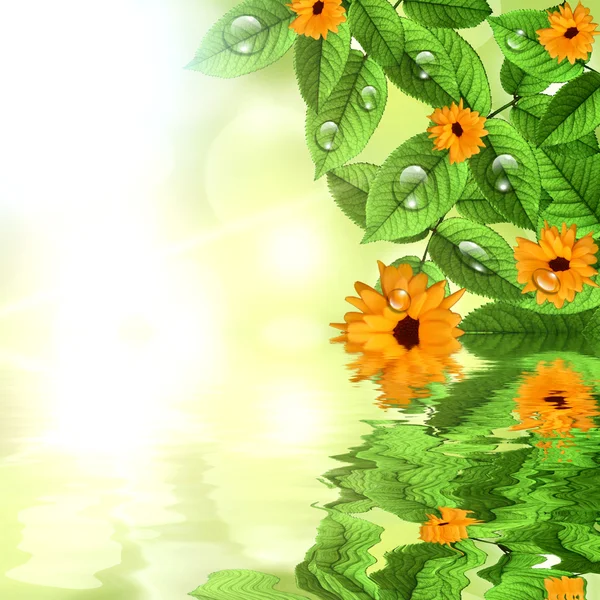 Natuurlijke groene achtergrond met zon en bloem — Stockfoto
