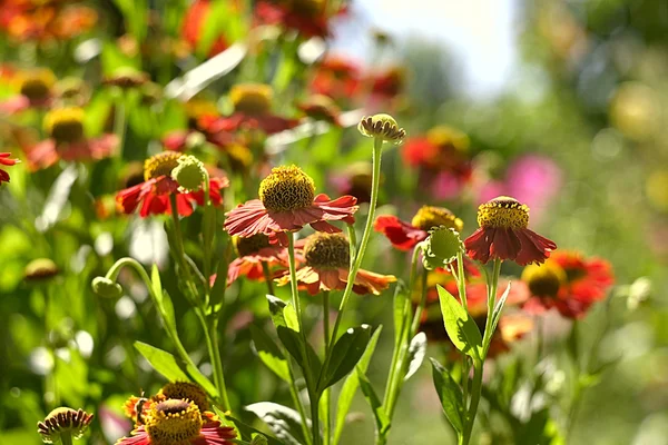 stock image Beautiful Flower field