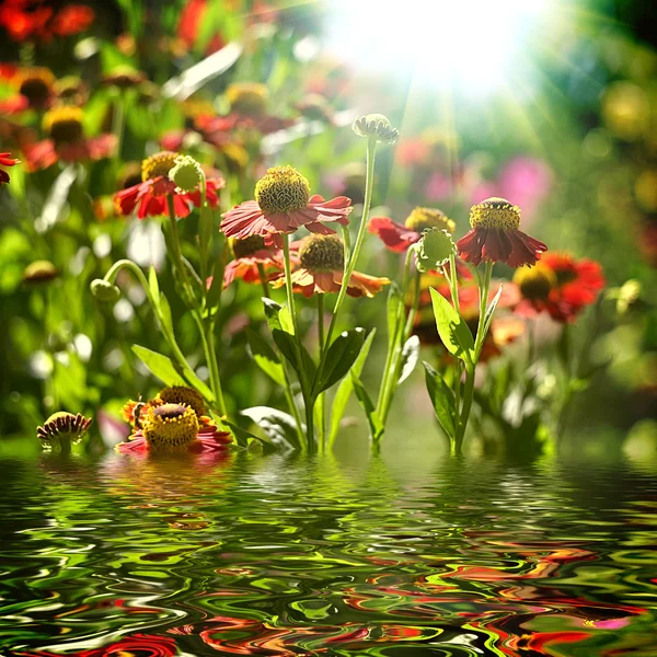 美しい花畑 — ストック写真