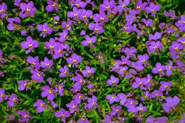 Vibrantes flores de margarita púrpura brillante en un patrón que llena la fra —  Fotos de Stock
