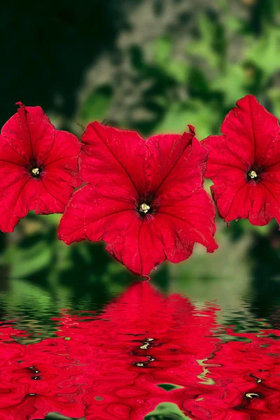 Красные цветы с пространством для копирования — стоковое фото