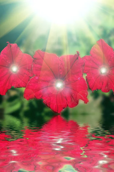 Red flowers design.With copy-space — Stock Photo, Image