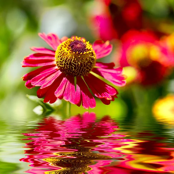 Kwiat design.with egzemplarz spacereflected w wodzie — Zdjęcie stockowe