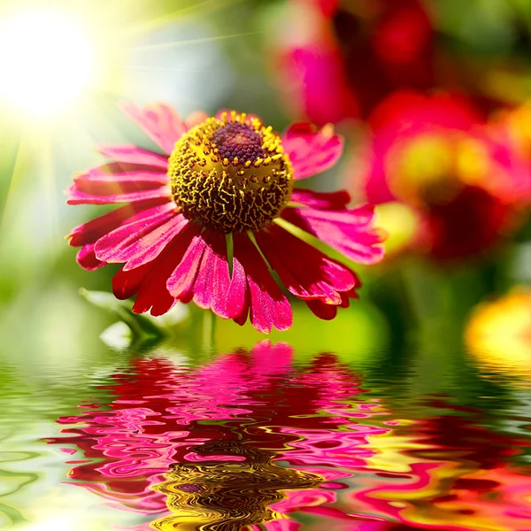 Kwiat design.with egzemplarz spacereflected w wodzie — Zdjęcie stockowe