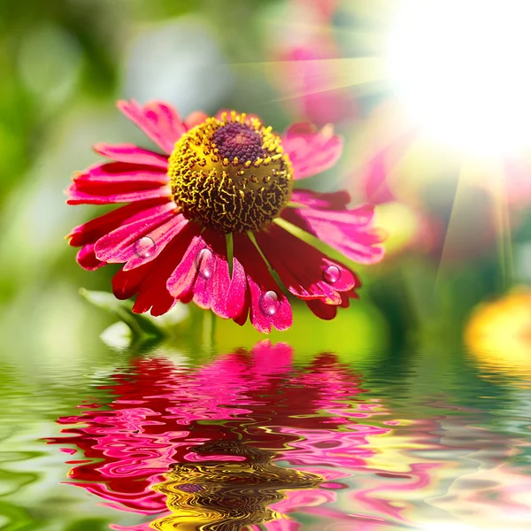 Flower design.With copy-space and water drops on a lief — Stock Photo, Image