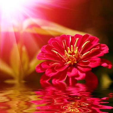 Closeup of red flower with soft focus reflecting in water clipart