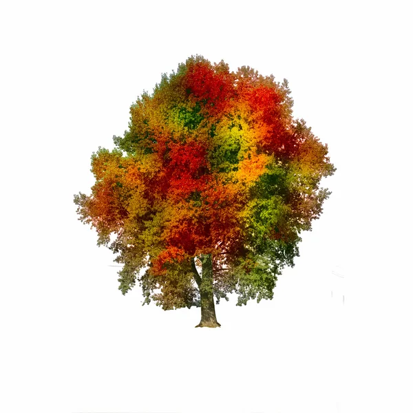 Pohon musim gugur terisolasi pada latar belakang putih — Stok Foto