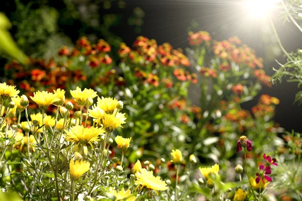 Flower field and sun on the back — Stock Photo, Image