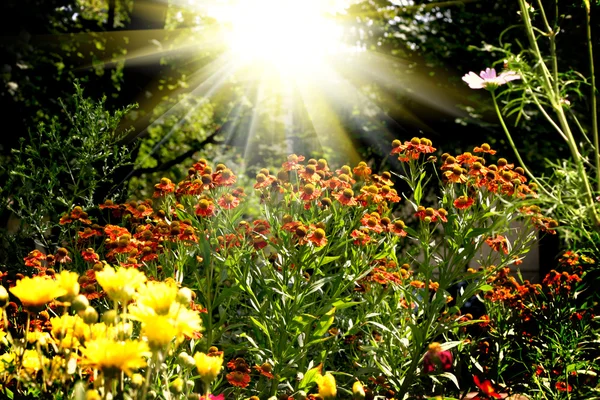 Blumenfeld und Sonne auf dem Rücken — Stockfoto