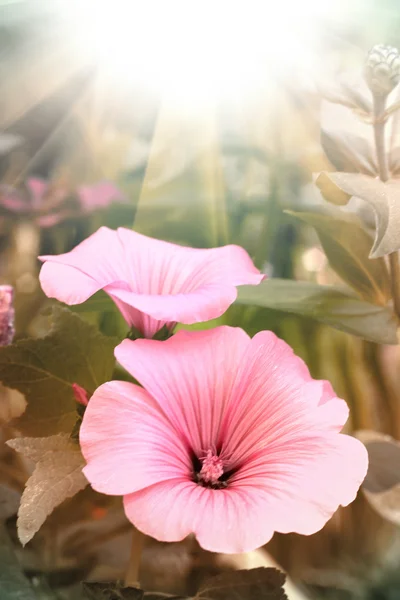 The pink flower With sun — Stock Photo, Image