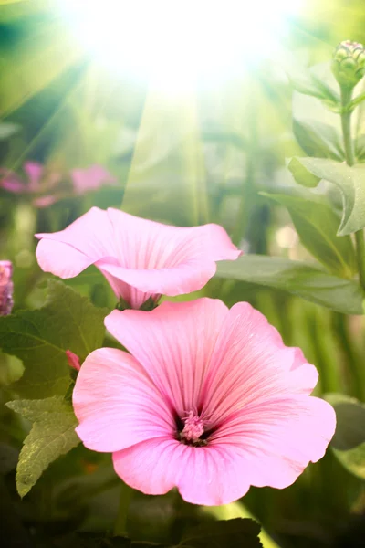 De roze bloem met zon — Stockfoto