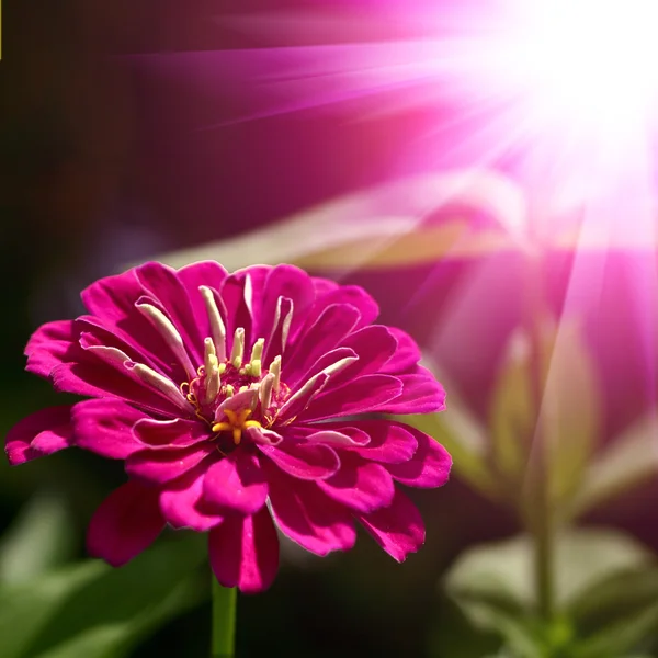 Close-up van roze bloem met soft focus Sea... — Stockfoto