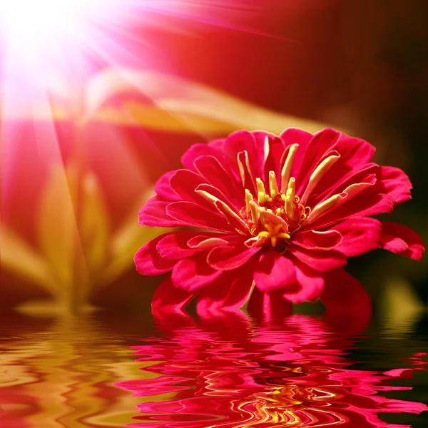 Крупный план красного цветка с мягким фокусом отражающимся в воде — стоковое фото