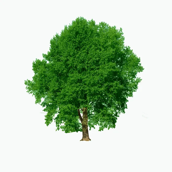 एक सफेद पृष्ठभूमि पर अलग पेड़ — स्टॉक फ़ोटो, इमेज