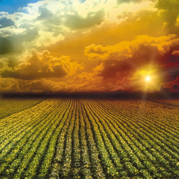 The fine cabbage field wis sky — Stock Photo, Image