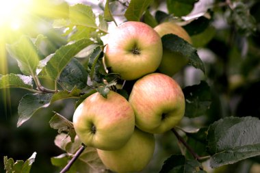 Güneş ile elma ağacının dalları üzerinde güzel elma