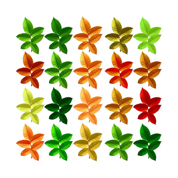 Conjunto de hojas de diferentes colores — Foto de Stock