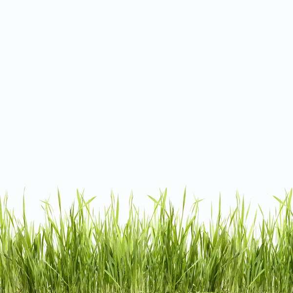 Fond naturel vert abstrait avec herbe — Photo