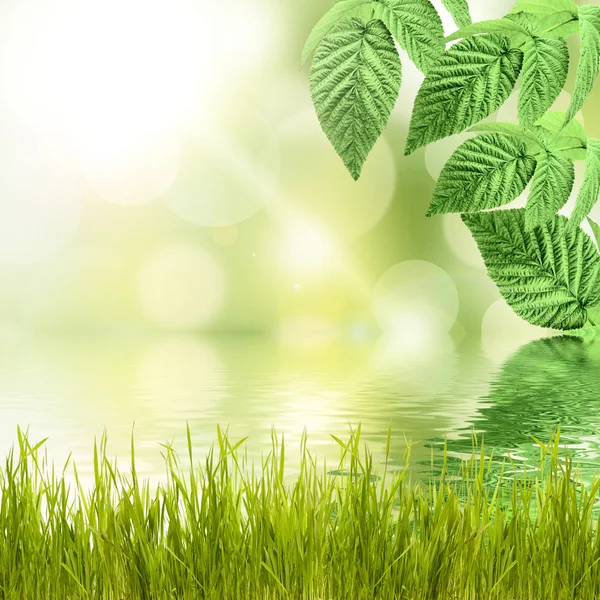 Natural green background with grass — Stock Photo, Image