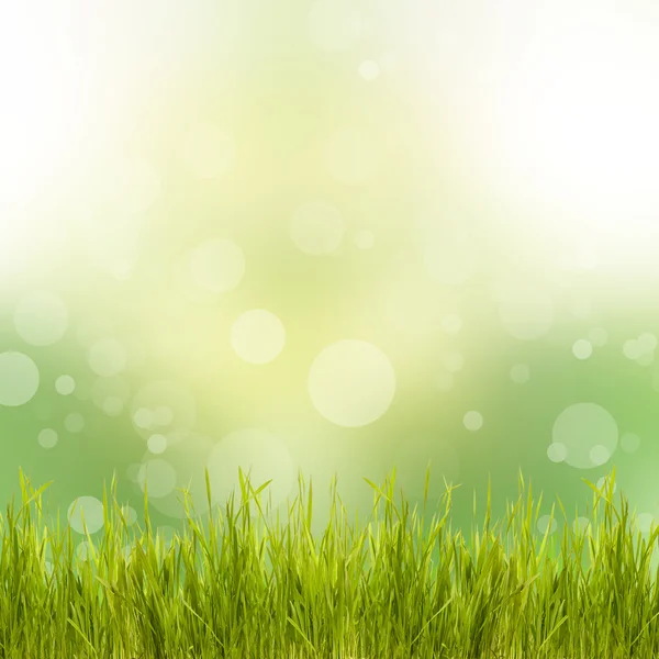 Fond vert naturel avec herbe — Photo