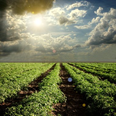 Tomato field with clouds and sun clipart