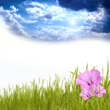 Green grass under blue sky with beautyful flowers clipart