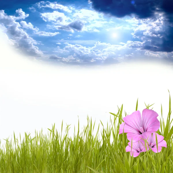 美しい花と青い空の下の緑の芝生 — ストック写真