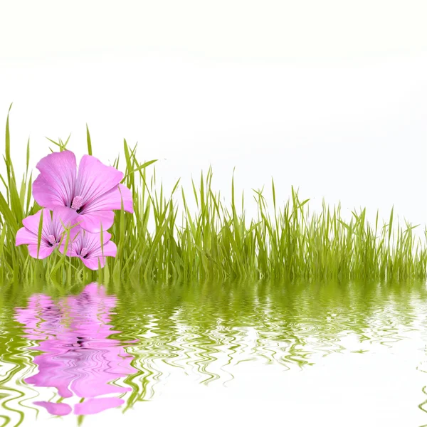 Green grass with beautyful flowers reflecting in water — Stock Photo, Image