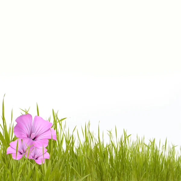 Erba verde con fiori belli — Foto Stock