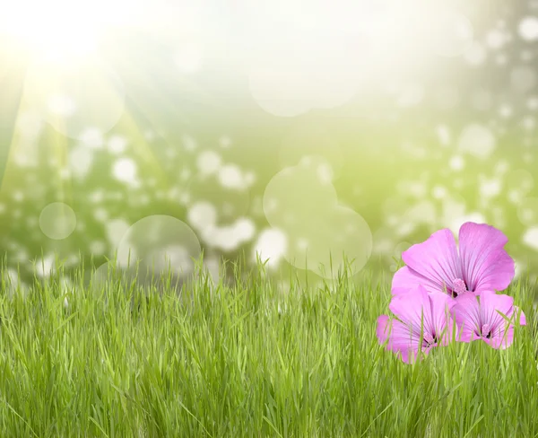 Erba verde con fiori belli e sole — Foto Stock
