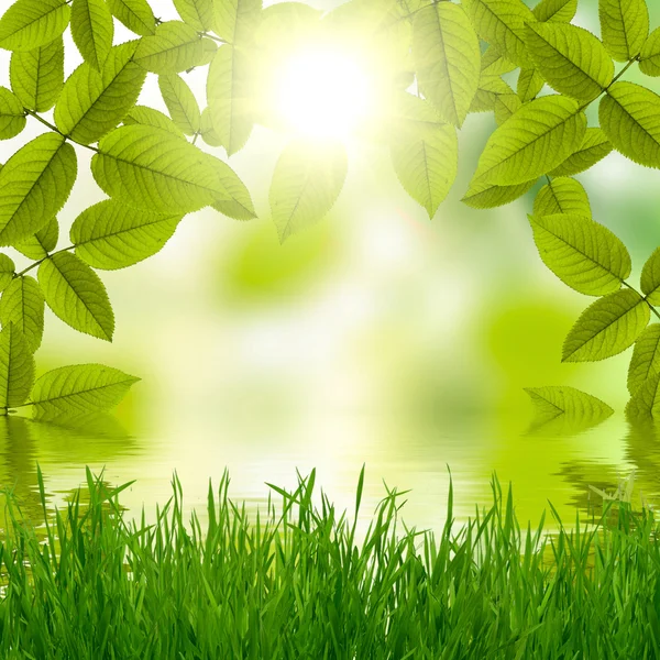 Natural summer green background with sun — Stock Photo, Image