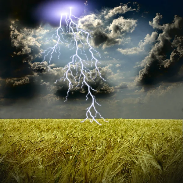 O campo de trigo e tempestade com relâmpagos — Fotografia de Stock