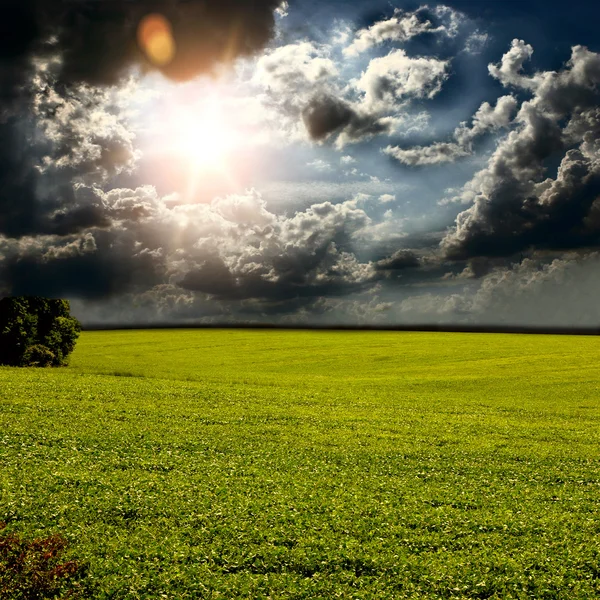L'herbe verte, le ciel bleu et de beaux nuages — Photo