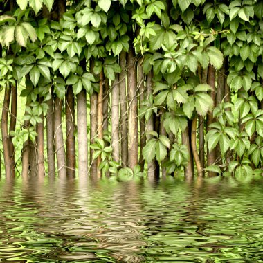 kırsal çit çit herdem yeşil bitki parçasını yansıması