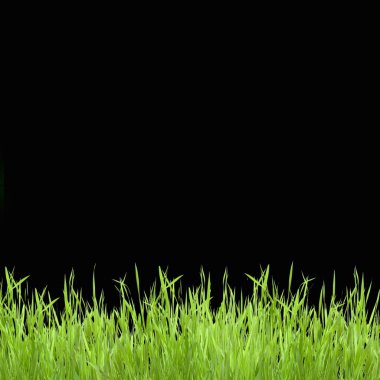 Close up of the green grass on black background clipart