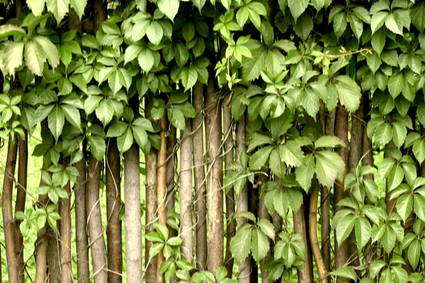 stock image Fragment of a rural fence hedge from evergreen plants