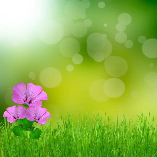 Green bokeh abstract light background and flowers — Stock Photo, Image