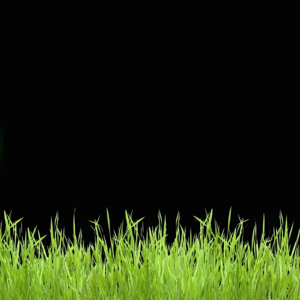 Το πράσινο γρασίδι σε μαύρο φόντο σε κοντινό πλάνο — Φωτογραφία Αρχείου
