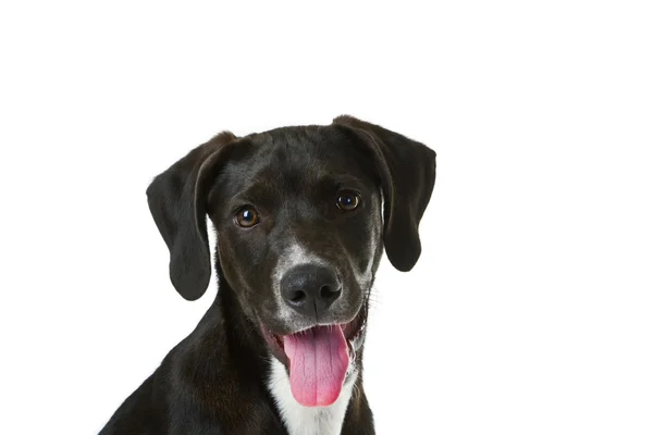 Cachorro labrador negro — Foto de Stock