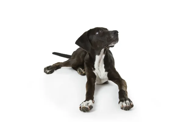 Siyah labrador yavrusu — Stok fotoğraf