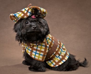 Rus renk kucak köpeği Giydir Studio