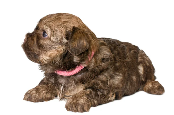 Filhote de cachorro colorido lapdog — Fotografia de Stock